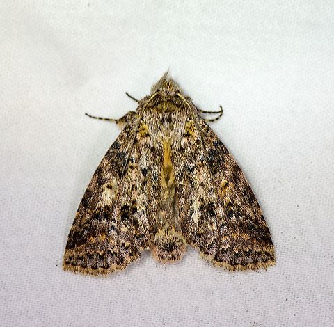 Carpet moth? Bellavista, Ecuador Possibly tribe Orgyiini. Bellavista Cloud Forest,Ecuador,Ecuador 2021,Geotagged,South America,Spring,World