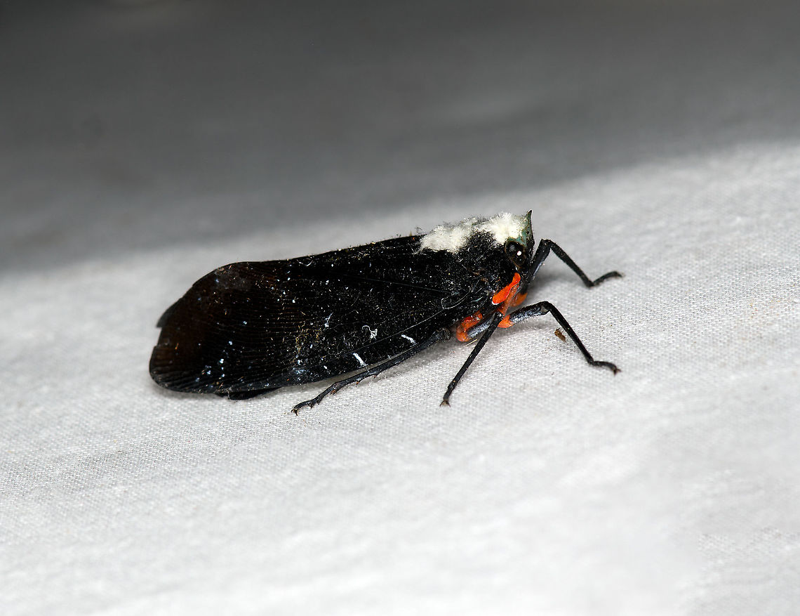 Menenia terebrifera, Bellavista, Ecuador Bycatch on the moth cloth. Photo rotated. Bellavista Cloud Forest,Ecuador,Ecuador 2021,Geotagged,Menenia terebrifera,South America,Spring,World