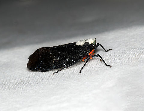 Menenia terebrifera, Bellavista, Ecuador Bycatch on the moth cloth. Photo rotated. Bellavista Cloud Forest,Ecuador,Ecuador 2021,Geotagged,Menenia terebrifera,South America,Spring,World