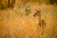 Impalas at stunning sunset in Tarangire, Tanzania - 3 of 6 You know natures makes an impression when it shuts up 3 adults for several minutes in our universal language of admiration: silence. In this moment all ingredients were there: a spectacular ambiance created by the last rays of the sun hitting the long dry grass, the elegant and beautiful impalas, the silence, the scents. It was a brief moment of perfection where time stood still. I will never forget it, and it is moments like these that inspire and fuel me to spread the beauty and importance of free wildlife.  Aepyceros melampus,Africa,Impala,Tanzania,Tarangire,Tarangire National Park