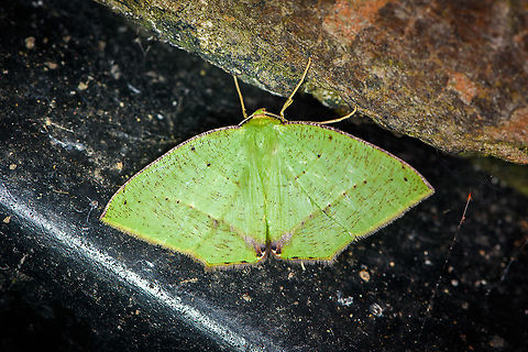 Phyle transglauca, Bellavista, Ecuador  Bellavista Cloud Forest,Ecuador,Ecuador 2021,Geotagged,Phyle transglauca,South America,Spring,World