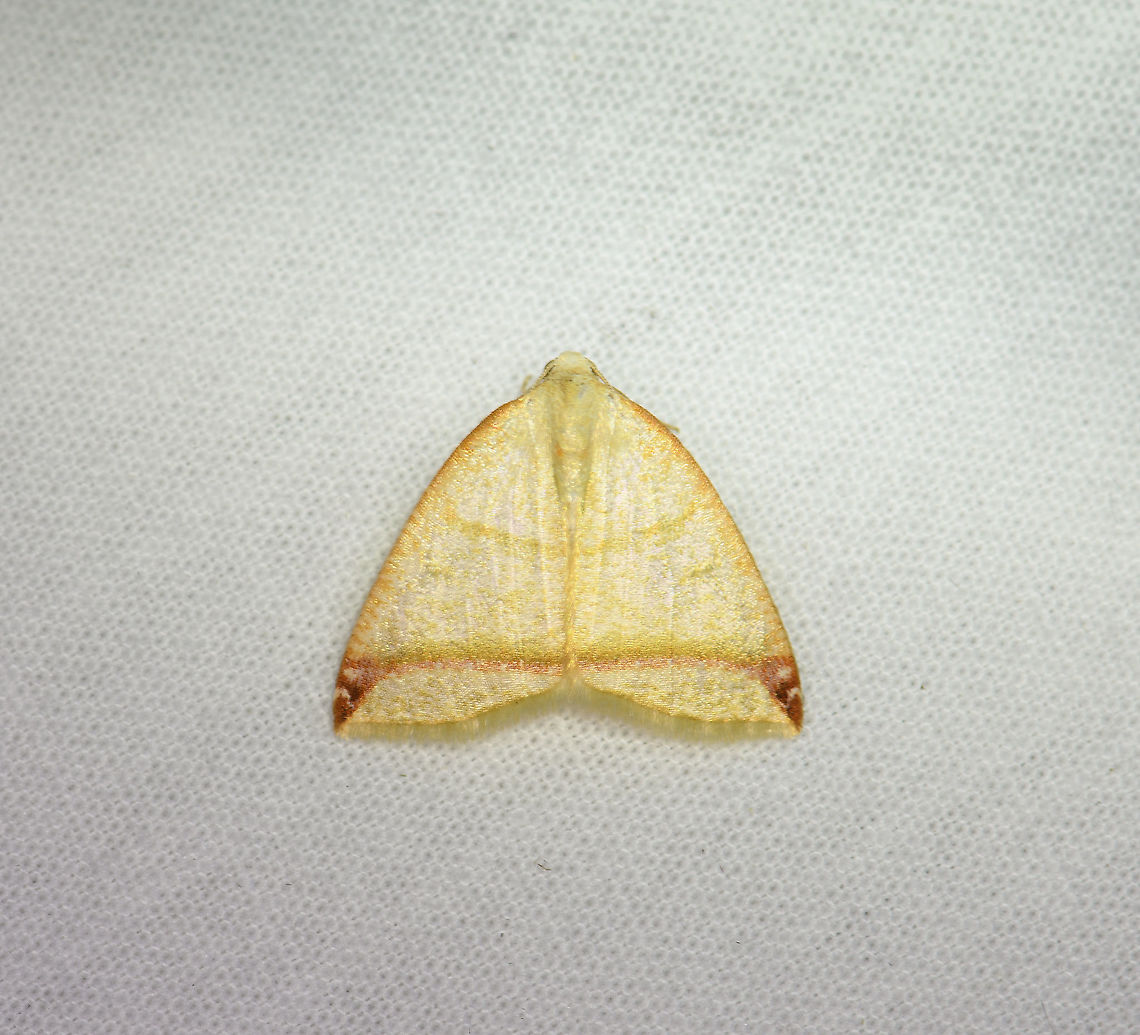 Microxydia fulvicolli, Bellavista, Ecuador  Bellavista Cloud Forest,Ecuador,Ecuador 2021,Geotagged,Microxydia fulvicolli,South America,Spring,World