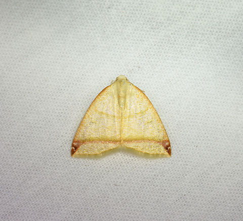 Microxydia fulvicolli, Bellavista, Ecuador  Bellavista Cloud Forest,Ecuador,Ecuador 2021,Geotagged,Microxydia fulvicolli,South America,Spring,World