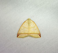 Microxydia fulvicolli, Bellavista, Ecuador  Bellavista Cloud Forest,Ecuador,Ecuador 2021,Geotagged,Microxydia fulvicolli,South America,Spring,World