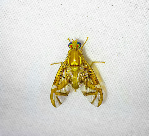 Anastrepha fraterculus, Bellavista, Ecuador  Anastrepha fraterculus,Bellavista Cloud Forest,Ecuador,Ecuador 2021,Geotagged,South America,Spring,World