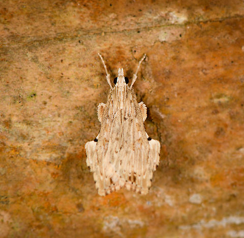 Chrysauginae, Bellavista, Ecuador Poor focus job, sorry. This one concludes the first moth set as well as our stay at Bellavista Cloud Forest reserve.
Possibly Pyralidae > Chrysauginae. Bellavista Cloud Forest,Ecuador,Ecuador 2021,Geotagged,South America,Spring,World