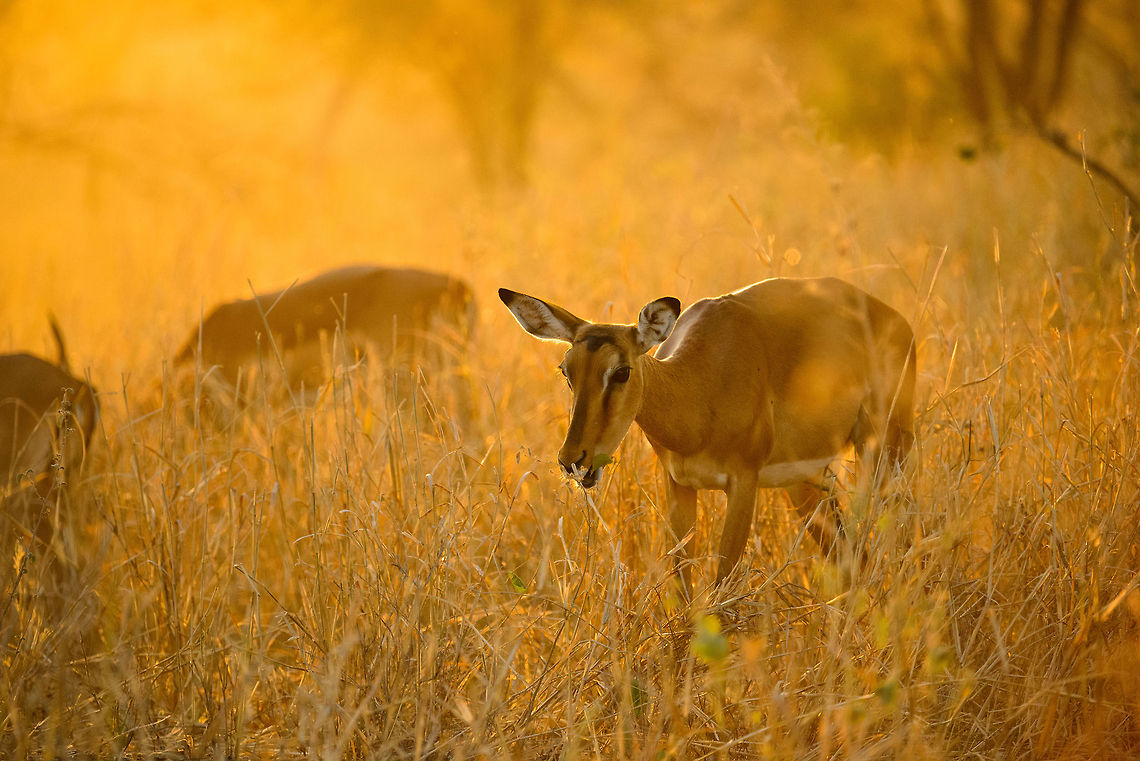 Impalas at stunning sunset in Tarangire, Tanzania - 2 of 6 You know natures makes an impression when it shuts up 3 adults for several minutes in our universal language of admiration: silence. In this moment all ingredients were there: a spectacular ambiance created by the last rays of the sun hitting the long dry grass, the elegant and beautiful impalas, the silence, the scents. It was a brief moment of perfection where time stood still. I will never forget it, and it is moments like these that inspire and fuel me to spread the beauty and importance of free wildlife.  Aepyceros melampus,Africa,Impala,Tanzania,Tarangire,Tarangire National Park