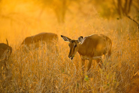 Impalas at stunning sunset in Tarangire, Tanzania - 2 of 6 You know natures makes an impression when it shuts up 3 adults for several minutes in our universal language of admiration: silence. In this moment all ingredients were there: a spectacular ambiance created by the last rays of the sun hitting the long dry grass, the elegant and beautiful impalas, the silence, the scents. It was a brief moment of perfection where time stood still. I will never forget it, and it is moments like these that inspire and fuel me to spread the beauty and importance of free wildlife.  Aepyceros melampus,Africa,Impala,Tanzania,Tarangire,Tarangire National Park