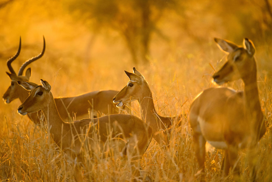 Impalas at stunning sunset in Tarangire, Tanzania - 4 of 6 You know natures makes an impression when it shuts up 3 adults for several minutes in our universal language of admiration: silence. In this moment all ingredients were there: a spectacular ambiance created by the last rays of the sun hitting the long dry grass, the elegant and beautiful impalas, the silence, the scents. It was a brief moment of perfection where time stood still. I will never forget it, and it is moments like these that inspire and fuel me to spread the beauty and importance of free wildlife.  Aepyceros melampus,Africa,Impala,Tanzania,Tarangire,Tarangire National Park