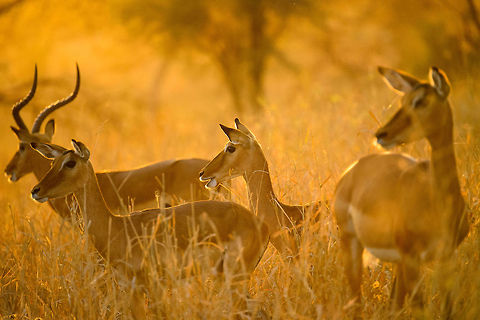 Impalas at stunning sunset in Tarangire, Tanzania - 4 of 6 You know natures makes an impression when it shuts up 3 adults for several minutes in our universal language of admiration: silence. In this moment all ingredients were there: a spectacular ambiance created by the last rays of the sun hitting the long dry grass, the elegant and beautiful impalas, the silence, the scents. It was a brief moment of perfection where time stood still. I will never forget it, and it is moments like these that inspire and fuel me to spread the beauty and importance of free wildlife.  Aepyceros melampus,Africa,Impala,Tanzania,Tarangire,Tarangire National Park