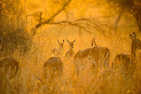 Impalas at stunning sunset in Tarangire, Tanzania - 5 of 6 You know natures makes an impression when it shuts up 3 adults for several minutes in our universal language of admiration: silence. In this moment all ingredients were there: a spectacular ambiance created by the last rays of the sun hitting the long dry grass, the elegant and beautiful impalas, the silence, the scents. It was a brief moment of perfection where time stood still. I will never forget it, and it is moments like these that inspire and fuel me to spread the beauty and importance of free wildlife.  Aepyceros melampus,Africa,Impala,Tanzania,Tarangire,Tarangire National Park