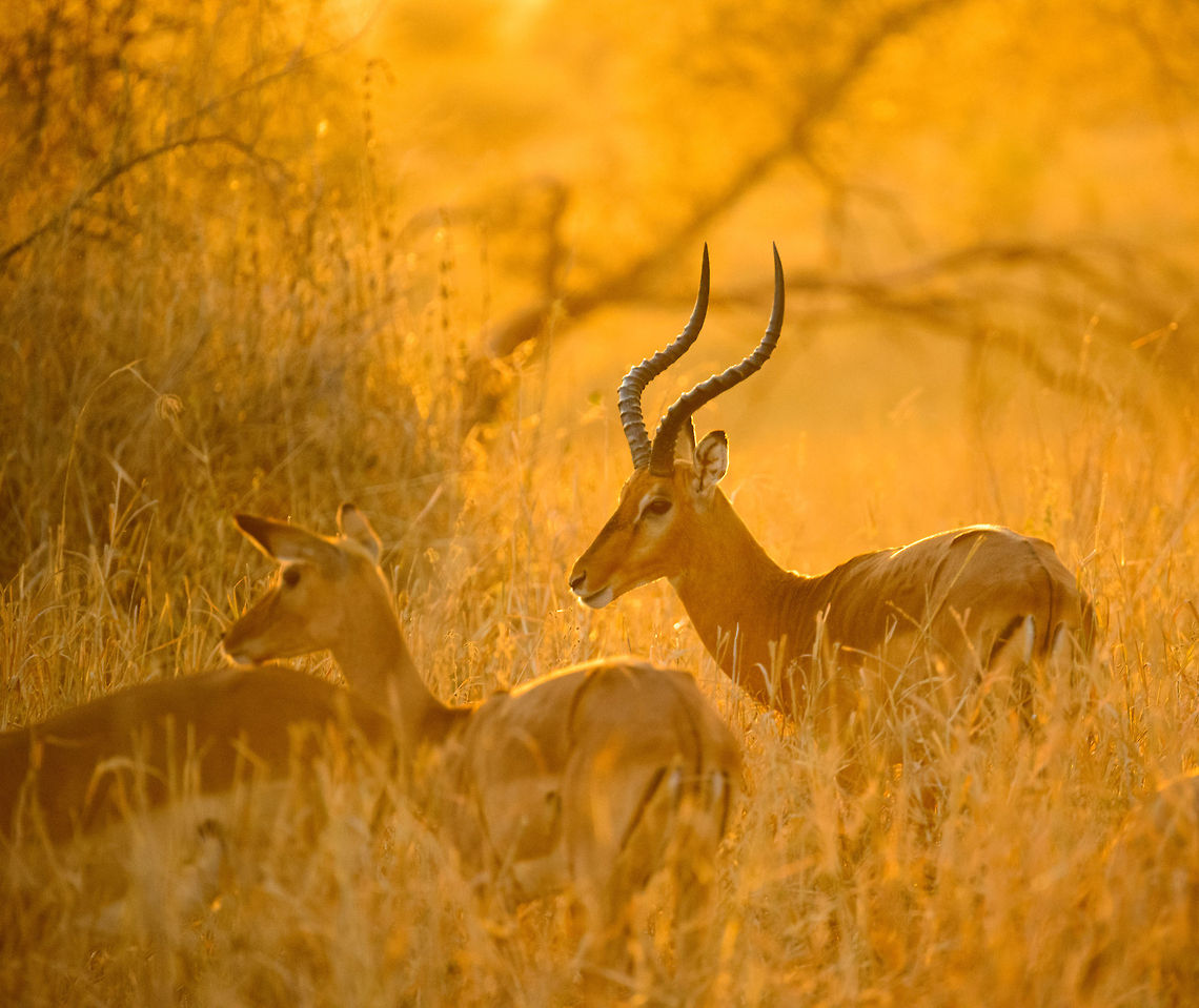 Impalas at stunning sunset in Tarangire, Tanzania - 6 of 6 You know natures makes an impression when it shuts up 3 adults for several minutes in our universal language of admiration: silence. In this moment all ingredients were there: a spectacular ambiance created by the last rays of the sun hitting the long dry grass, the elegant and beautiful impalas, the silence, the scents. It was a brief moment of perfection where time stood still. I will never forget it, and it is moments like these that inspire and fuel me to spread the beauty and importance of free wildlife.  Aepyceros melampus,Africa,Impala,Tanzania,Tarangire,Tarangire National Park
