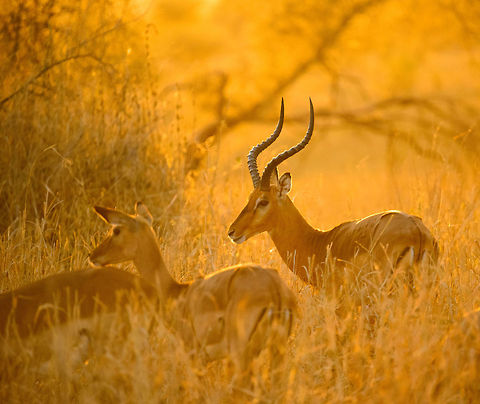 Impalas at stunning sunset in Tarangire, Tanzania - 6 of 6 You know natures makes an impression when it shuts up 3 adults for several minutes in our universal language of admiration: silence. In this moment all ingredients were there: a spectacular ambiance created by the last rays of the sun hitting the long dry grass, the elegant and beautiful impalas, the silence, the scents. It was a brief moment of perfection where time stood still. I will never forget it, and it is moments like these that inspire and fuel me to spread the beauty and importance of free wildlife.  Aepyceros melampus,Africa,Impala,Tanzania,Tarangire,Tarangire National Park