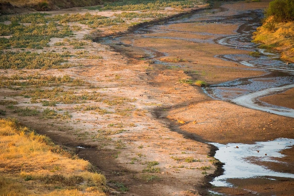 Two female lions on Tarangire river bed during dry season During our former trip to South Africa we spotted zero big cats during the entire trip. Madagascar doesn&#039;t have any and after 2 days in Tanzania seeing none so far either, we were starting to believe in our own curse. Until in the very early morning on our second day in Tarangire a friendly neighbor pointed out these two lionesses at the Tarangire river banks. I intentionally did not crop this, you have to look closely to find them. Effectively, this is our first big cat spotting in the wild.  Africa,Lion,Panthera leo,Tanzania,Tarangire,Tarangire National Park