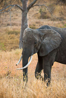 Large female adult African Bush Elephant in Tarangire, Tanzania  Africa,African bush elephant,Loxodonta africana,Tanzania,Tarangire,Tarangire National Park