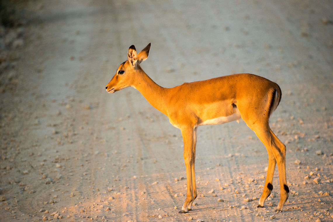 Young female Impala crossing road during sunset in Tarangire, Tanzania  Aepyceros melampus,Africa,Impala,Tanzania,Tarangire,Tarangire National Park