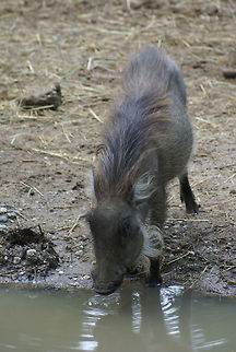 Grey warthog drinking This grey warthog is drinking, giving a clear view on its back hair. Arnhem Zoo,Drinking,Phacochoerus africanus,Warthog