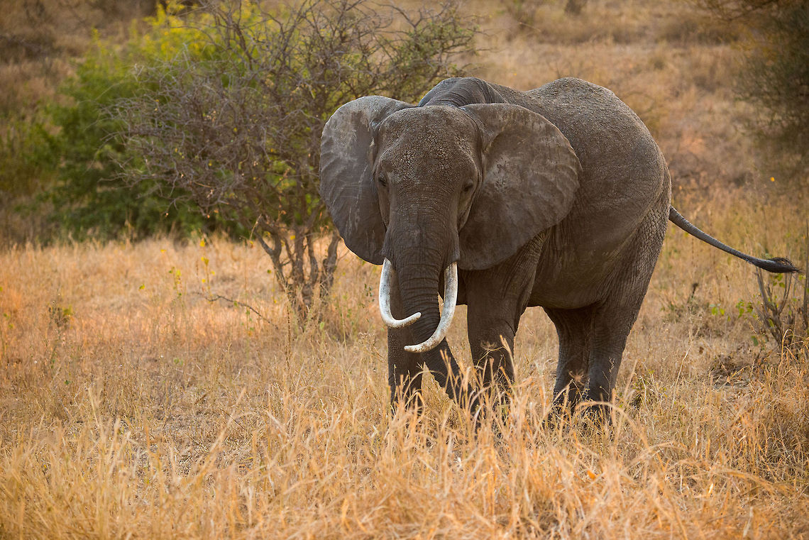 Large female African Bush elephant in Tarangire, Tanzania  Africa,African bush elephant,Loxodonta africana,Tanzania,Tarangire,Tarangire National Park