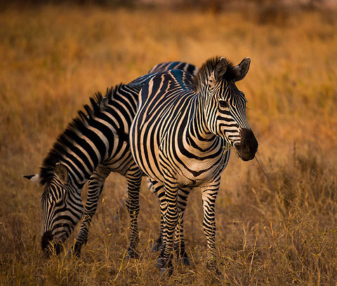 Common Zebra during sunset in Tarangire National Park  Africa,Equus quagga,Plains zebra,Tanzania,Tarangire,Tarangire National Park