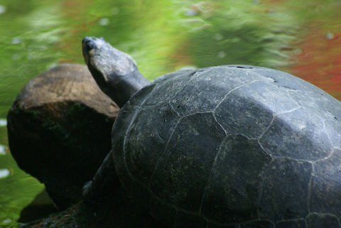 Turtle shield closeup A medium-sized turtle baths in the sun, in a background of greenish water. Arnhem Zoo,Closeup,Podocnemis unifilis,Reptiles,Turtle,Yellow-spotted Amazon river turtle