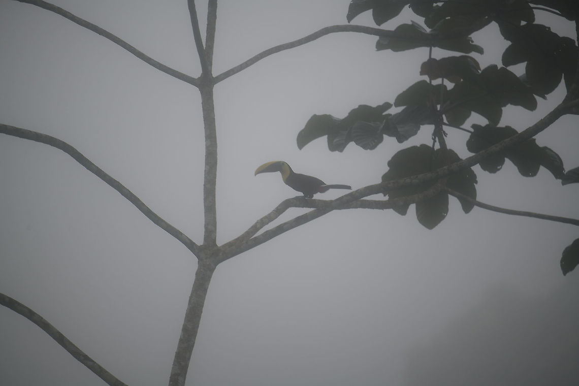 Yellow-throated toucan, Rio Silanche Bird Sanctuary, Ecuador As a scenic impression, sharing an unedited photo to highlight how "fun" it is to do bird photography in a cloud forest. The fog is so thick that you can taste it, and although it doesn't rain in this moment, everything still gets soaking wet. This is still a fortunate situation given how large the bird is. <br />
<br />
That said, 30 minutes later things may look completely different. Ecuador,Ecuador 2021,Fall,Geotagged,Ramphastos ambiguus,Rio Silanche Bird Sanctuary,South America,World,Yellow-throated toucan