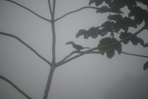 Yellow-throated toucan, Rio Silanche Bird Sanctuary, Ecuador As a scenic impression, sharing an unedited photo to highlight how "fun" it is to do bird photography in a cloud forest. The fog is so thick that you can taste it, and although it doesn't rain in this moment, everything still gets soaking wet. This is still a fortunate situation given how large the bird is. 

That said, 30 minutes later things may look completely different. Ecuador,Ecuador 2021,Fall,Geotagged,Ramphastos ambiguus,Rio Silanche Bird Sanctuary,South America,World,Yellow-throated toucan