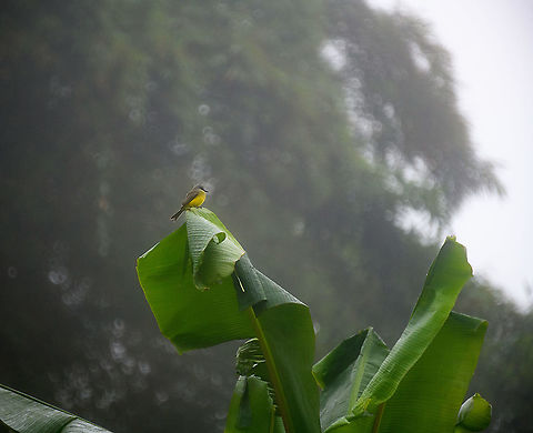 Tropical Kingbird, Rio Silanche Bird Sanctuary, Ecuador  Ecuador,Ecuador 2021,Fall,Geotagged,Rio Silanche Bird Sanctuary,South America,Tropical Kingbird,Tyrannus melancholicus,World