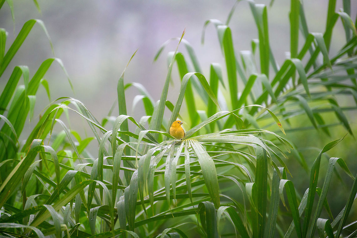 Variable seedeater (female), Rio Silanche Bird Sanctuary, Ecuador  Ecuador,Ecuador 2021,Fall,Geotagged,Rio Silanche Bird Sanctuary,South America,Sporophila corvina,Variable seedeater,World