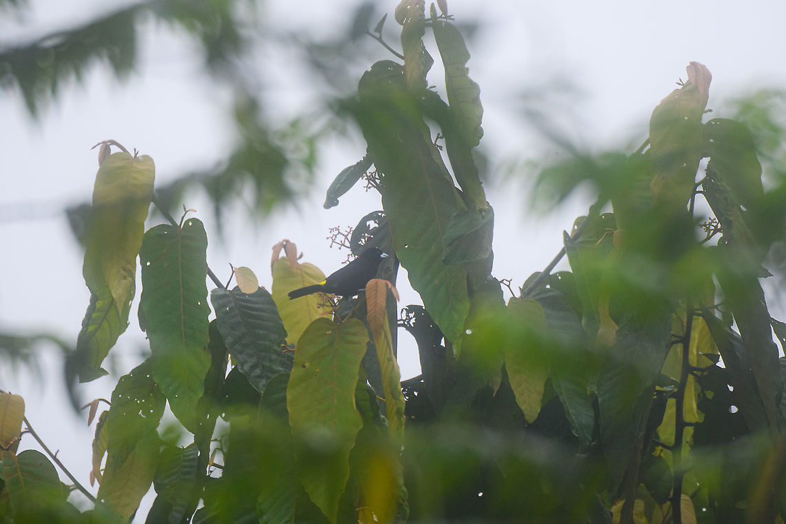 Lemon-rumped Tanager, Rio Silanche Bird Sanctuary, Ecuador Crap shot, but posting it for the country registration. Ecuador,Ecuador 2021,Fall,Geotagged,Lemon-rumped Tanager,Ramphocelus icteronotus,Rio Silanche Bird Sanctuary,South America,World