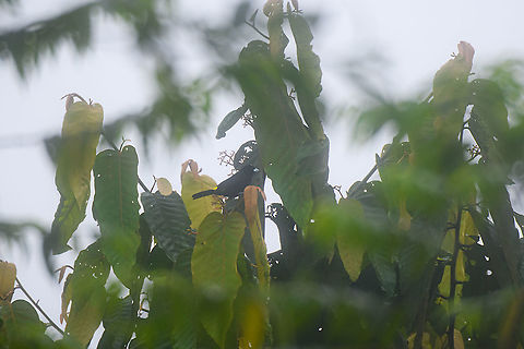 Lemon-rumped Tanager, Rio Silanche Bird Sanctuary, Ecuador Crap shot, but posting it for the country registration. Ecuador,Ecuador 2021,Fall,Geotagged,Lemon-rumped Tanager,Ramphocelus icteronotus,Rio Silanche Bird Sanctuary,South America,World