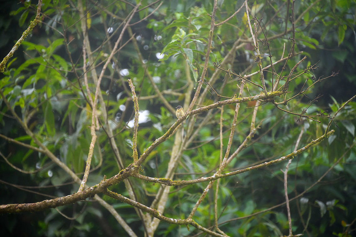 Olivaceus piculet, Rio Silanche Bird Sanctuary, Ecuador  Ecuador,Ecuador 2021,Fall,Geotagged,Olivaceus piculet,Picumnus olivaceus,Rio Silanche Bird Sanctuary,South America,World