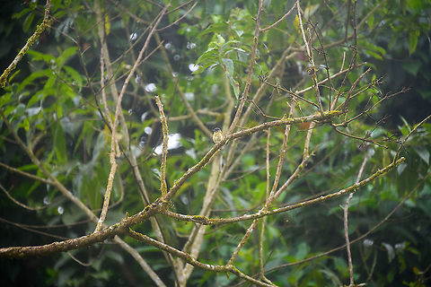 Olivaceus piculet, Rio Silanche Bird Sanctuary, Ecuador  Ecuador,Ecuador 2021,Fall,Geotagged,Olivaceus piculet,Picumnus olivaceus,Rio Silanche Bird Sanctuary,South America,World