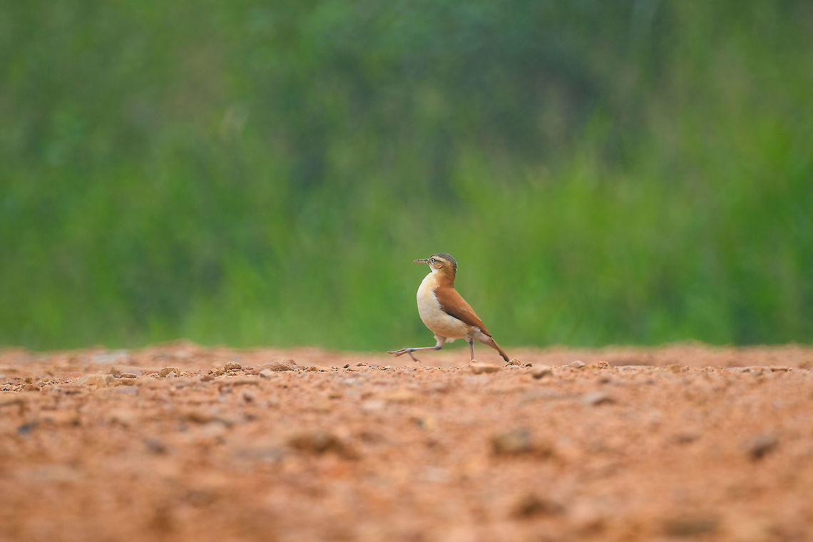 Pale-legged hornero, Rio Silanche Bird Sanctuary, Ecuador Why did the Pale-legged hornero cross the road?<br />
&gt; To get to the other side. Ecuador,Ecuador 2021,Fall,Furnarius leucopus,Geotagged,Pale-legged hornero,Rio Silanche Bird Sanctuary,South America,World