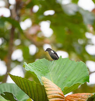 White-lined tanager, Rio Silanche Bird Sanctuary, Ecuador The male. My notes indicate this may also be the Scarlet-browed tanager with the scarlet brow out of sight due to the angle. Ecuador,Ecuador 2021,Fall,Geotagged,Rio Silanche Bird Sanctuary,South America,Tachyphonus rufus,White-lined tanager,World