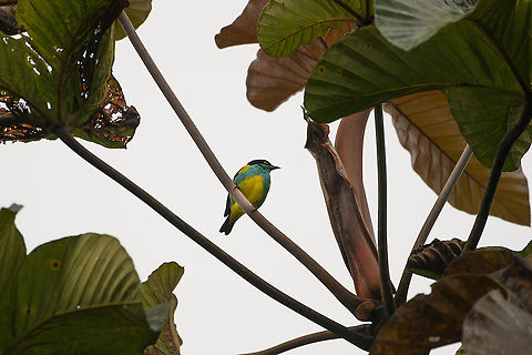 Black-faced dacnis, Rio Silanche Bird Sanctuary, Ecuador The male. This bird is found all over northern South America. The male typically is mostly blue, yet this yellow-bellied form is found in western Ecuador and parts of Colombia. Black-faced dacnis,Dacnis lineata,Ecuador,Ecuador 2021,Fall,Geotagged,Rio Silanche Bird Sanctuary,South America,World