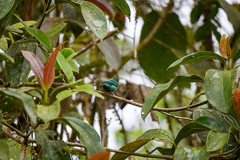 Green Honeycreeper (juvenile), Rio Silanche Bird Sanctuary, Ecuador  Chlorophanes spiza,Ecuador,Ecuador 2021,Fall,Geotagged,Green Honeycreeper,Rio Silanche Bird Sanctuary,South America,World