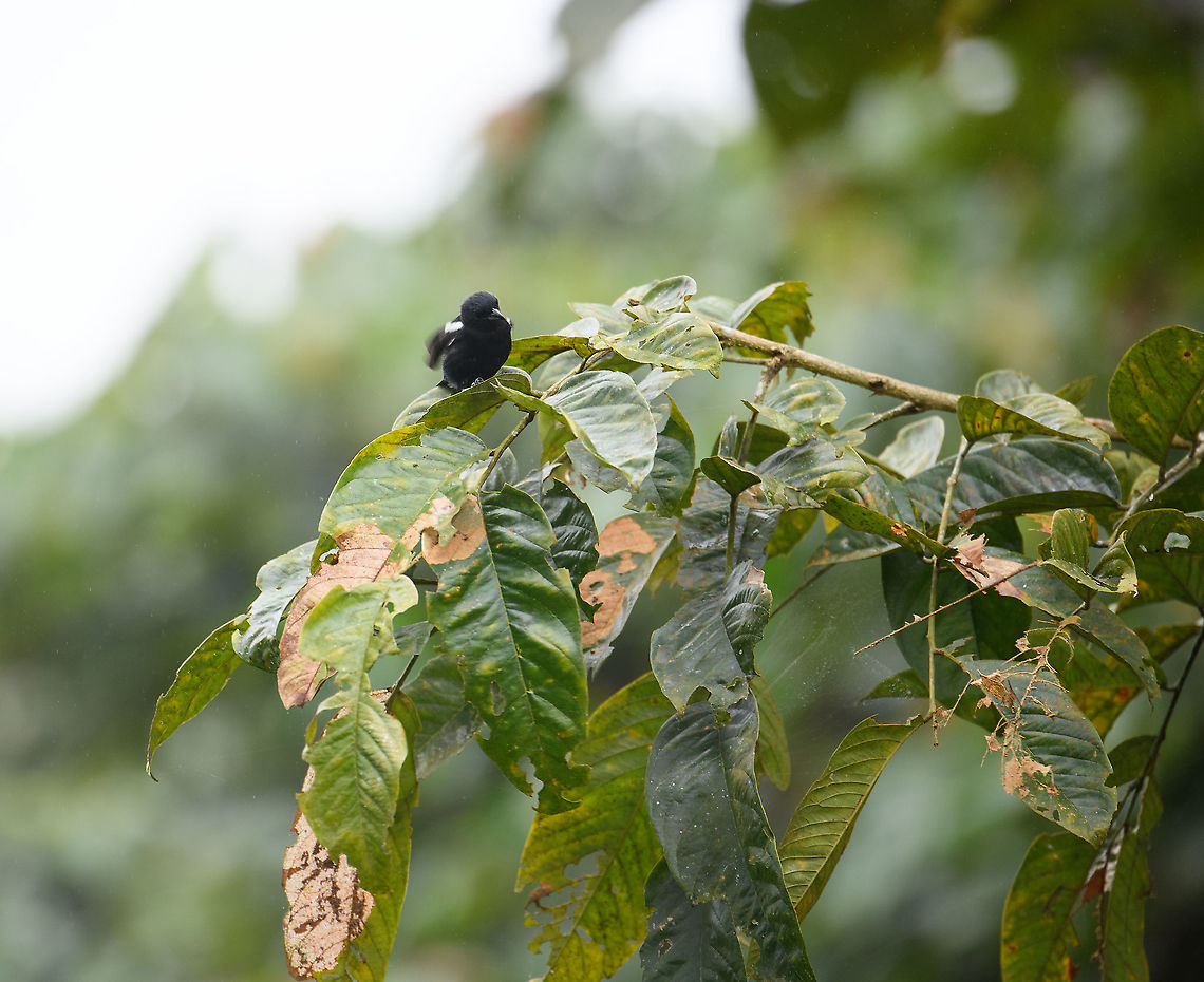 White-shouldered tanager, Rio Silanche Bird Sanctuary, Ecuador  Ecuador,Ecuador 2021,Fall,Geotagged,Rio Silanche Bird Sanctuary,South America,Tachyphonus luctuosus,White-shouldered tanager,World