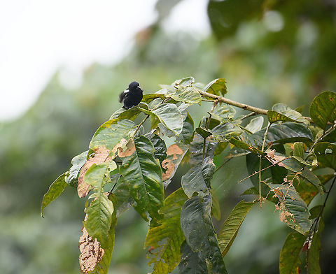 White-shouldered tanager, Rio Silanche Bird Sanctuary, Ecuador  Ecuador,Ecuador 2021,Fall,Geotagged,Rio Silanche Bird Sanctuary,South America,Tachyphonus luctuosus,White-shouldered tanager,World