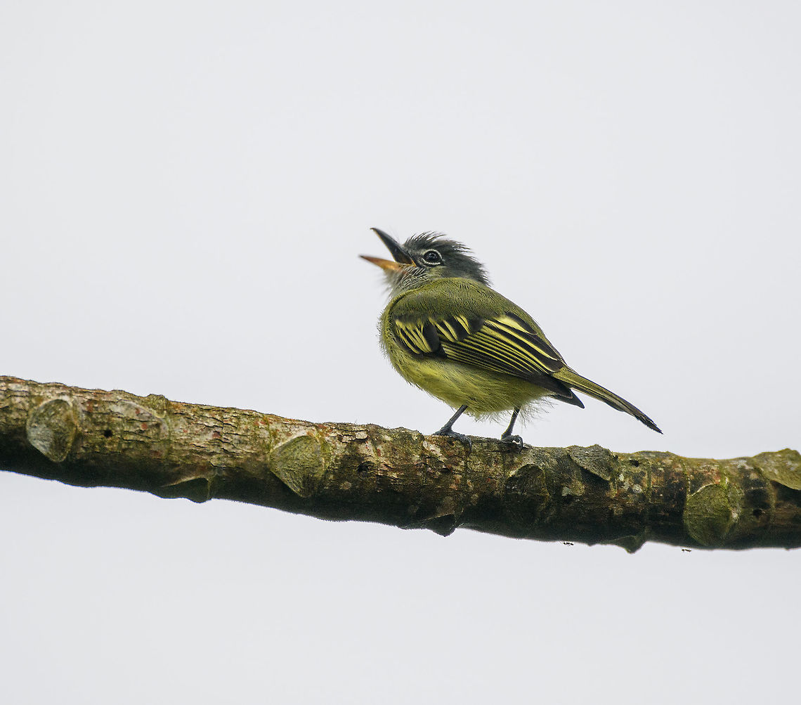 Yellow-margined flycatcher - closeup, Rio Silanche Bird Sanctuary, Ecuador <figure class="photo"><a href="https://www.jungledragon.com/image/127829/yellow-margined_flycatcher_rio_silanche_bird_sanctuary_ecuador.html" title="Yellow-margined flycatcher, Rio Silanche Bird Sanctuary, Ecuador"><img src="https://s3.amazonaws.com/media.jungledragon.com/images/2/127829_thumb.jpg?AWSAccessKeyId=05GMT0V3GWVNE7GGM1R2&Expires=1759968010&Signature=8RpgSAfjJcs6ym%2BcvDjowyi3I%2Bo%3D" width="200" height="134" alt="Yellow-margined flycatcher, Rio Silanche Bird Sanctuary, Ecuador https://www.jungledragon.com/image/127828/choc_tyrannulet_-_closeup_ecuador.html Choc&oacute; Tyrannulet,Ecuador,Ecuador 2021,Fall,Geotagged,Rio Silanche Bird Sanctuary,South America,Tolmomyias assimilis,World,Yellow-margined flycatcher" /></a></figure> Choco tyrannulet,Ecuador,Ecuador 2021,Fall,Geotagged,Rio Silanche Bird Sanctuary,South America,Tolmomyias assimilis,World,Yellow-margined flycatcher