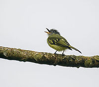 Yellow-margined flycatcher - closeup, Rio Silanche Bird Sanctuary, Ecuador https://www.jungledragon.com/image/127829/choc_tyrannulet_ecuador.html Choco tyrannulet,Ecuador,Ecuador 2021,Fall,Geotagged,Rio Silanche Bird Sanctuary,South America,Tolmomyias assimilis,World,Yellow-margined flycatcher