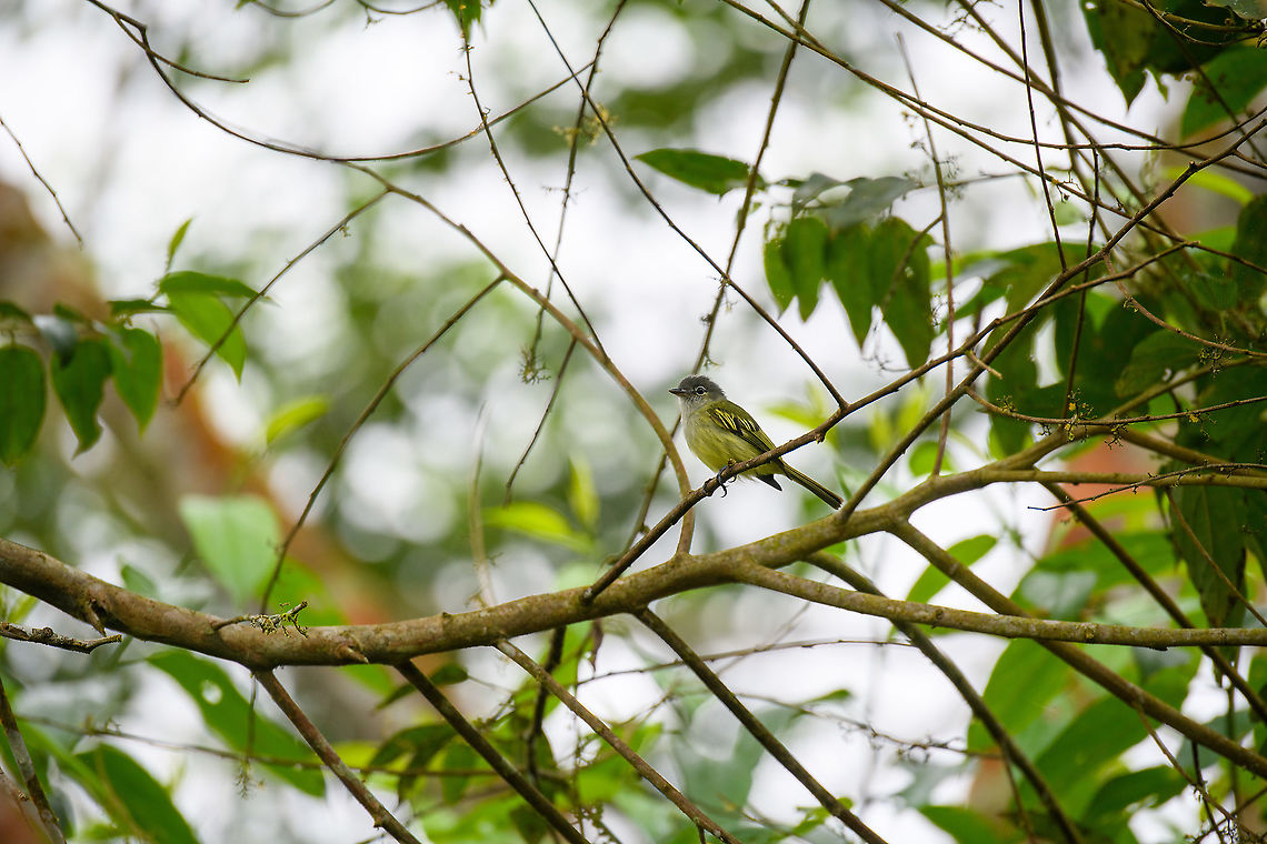 Yellow-margined flycatcher, Rio Silanche Bird Sanctuary, Ecuador <figure class="photo"><a href="https://www.jungledragon.com/image/127828/yellow-margined_flycatcher_-_closeup_rio_silanche_bird_sanctuary_ecuador.html" title="Yellow-margined flycatcher - closeup, Rio Silanche Bird Sanctuary, Ecuador"><img src="https://s3.amazonaws.com/media.jungledragon.com/images/2/127828_thumb.jpg?AWSAccessKeyId=05GMT0V3GWVNE7GGM1R2&Expires=1770854410&Signature=k5YgpjW5HOv2lTccFtwq5gRqcsg%3D" width="200" height="176" alt="Yellow-margined flycatcher - closeup, Rio Silanche Bird Sanctuary, Ecuador https://www.jungledragon.com/image/127829/choc_tyrannulet_ecuador.html Choco tyrannulet,Ecuador,Ecuador 2021,Fall,Geotagged,Rio Silanche Bird Sanctuary,South America,Tolmomyias assimilis,World,Yellow-margined flycatcher" /></a></figure> Choc&oacute; Tyrannulet,Ecuador,Ecuador 2021,Fall,Geotagged,Rio Silanche Bird Sanctuary,South America,Tolmomyias assimilis,World,Yellow-margined flycatcher