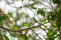 Yellow-margined flycatcher, Rio Silanche Bird Sanctuary, Ecuador https://www.jungledragon.com/image/127828/choc_tyrannulet_-_closeup_ecuador.html Chocó Tyrannulet,Ecuador,Ecuador 2021,Fall,Geotagged,Rio Silanche Bird Sanctuary,South America,Tolmomyias assimilis,World,Yellow-margined flycatcher