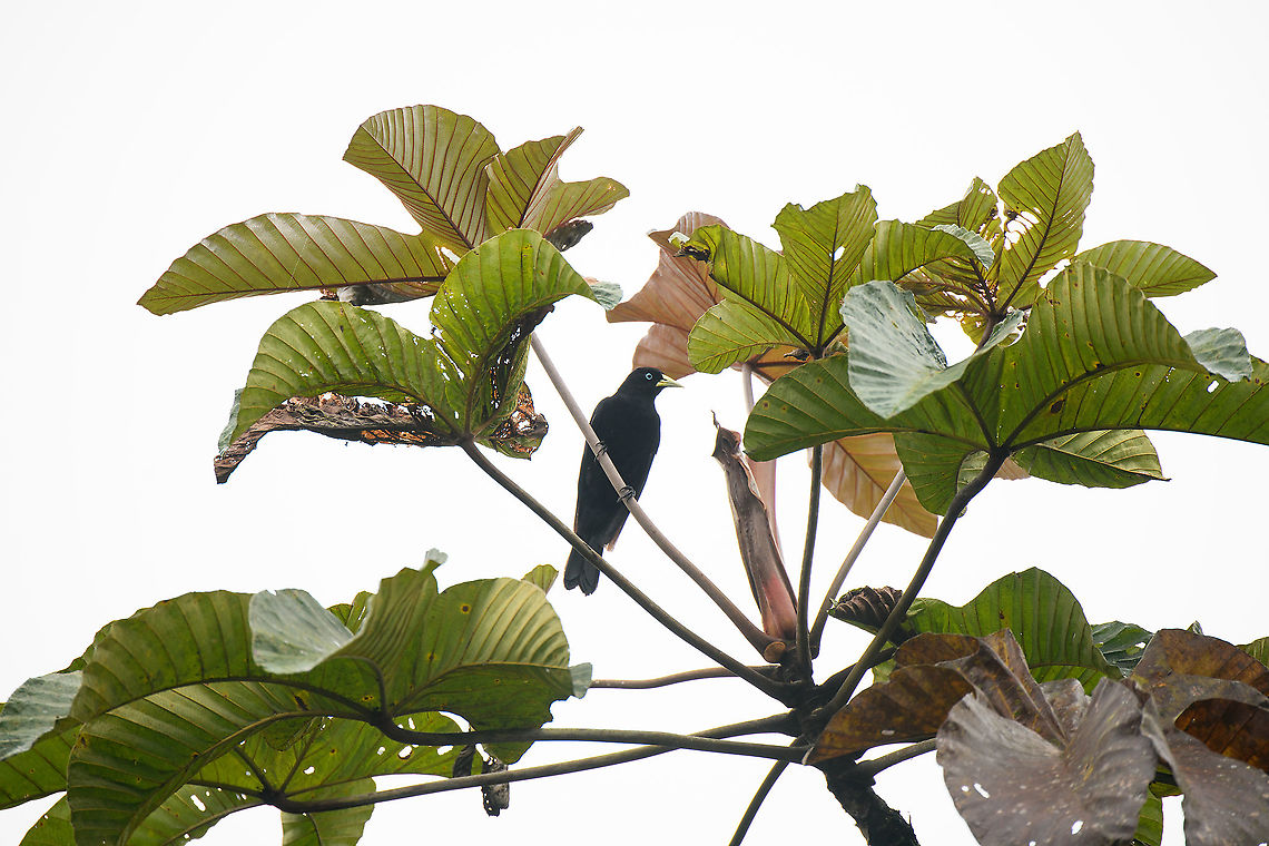 Scarlet-rumped cacique, Rio Silanche Bird Sanctuary, Ecuador  Cacicus uropygialis,Ecuador,Ecuador 2021,Fall,Geotagged,Rio Silanche Bird Sanctuary,Scarlet-rumped cacique,South America,World