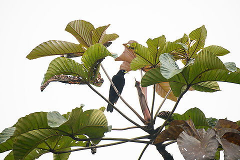 Scarlet-rumped cacique, Rio Silanche Bird Sanctuary, Ecuador Cacicus uropygialis,Ecuador,Ecuador 2021,Fall,Geotagged,Rio Silanche Bird Sanctuary,Scarlet-rumped cacique,South America,World