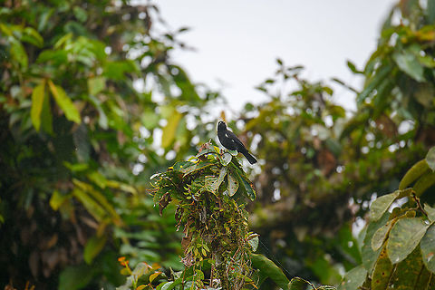 Scarlet-browed tanager, Rio Silanche Bird Sanctuary, Ecuador If you zoom in, it looks like the "brows" are white instead of scarlet. This is due to the front of the brow being white:
https://commons.wikimedia.org/wiki/File:Scarlet-browed_Tanager_(Heterospingus_xanthopygius_(8079748536).jpg

If you zoom in very far, you'll see a tiny piece of the scarlet part of the brow. Ecuador,Ecuador 2021,Fall,Geotagged,Heterospingus xanthopygius,Rio Silanche Bird Sanctuary,Scarlet-browed tanager,South America,World