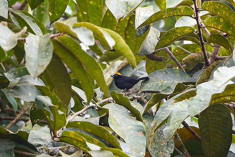 Tawny-crested tanager, Rio Silanche Bird Sanctuary, Ecuador  Ecuador,Ecuador 2021,Fall,Geotagged,Rio Silanche Bird Sanctuary,South America,Tachyphonus delatrii,Tawny-crested tanager,World