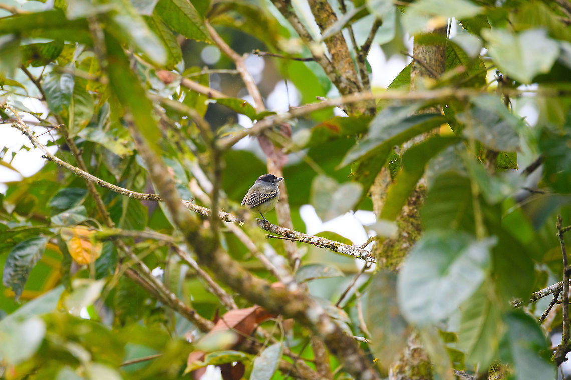 Cryptic becard, Rio Silanche Bird Sanctuary, Ecuador  Cryptic becard,Ecuador,Ecuador 2021,Fall,Geotagged,Pachyramphus salvini,Rio Silanche Bird Sanctuary,South America,World