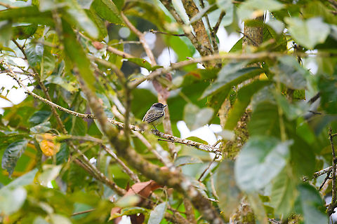 Cryptic becard, Rio Silanche Bird Sanctuary, Ecuador  Cryptic becard,Ecuador,Ecuador 2021,Fall,Geotagged,Pachyramphus salvini,Rio Silanche Bird Sanctuary,South America,World