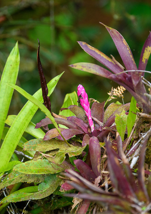 Guzmania remyi, Rio Silanche Bird Sanctuary, Ecuador  Ecuador,Ecuador 2021,Fall,Geotagged,Guzmania remyi,Rio Silanche Bird Sanctuary,South America,World