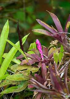 Guzmania remyi, Rio Silanche Bird Sanctuary, Ecuador  Ecuador,Ecuador 2021,Fall,Geotagged,Guzmania remyi,Rio Silanche Bird Sanctuary,South America,World